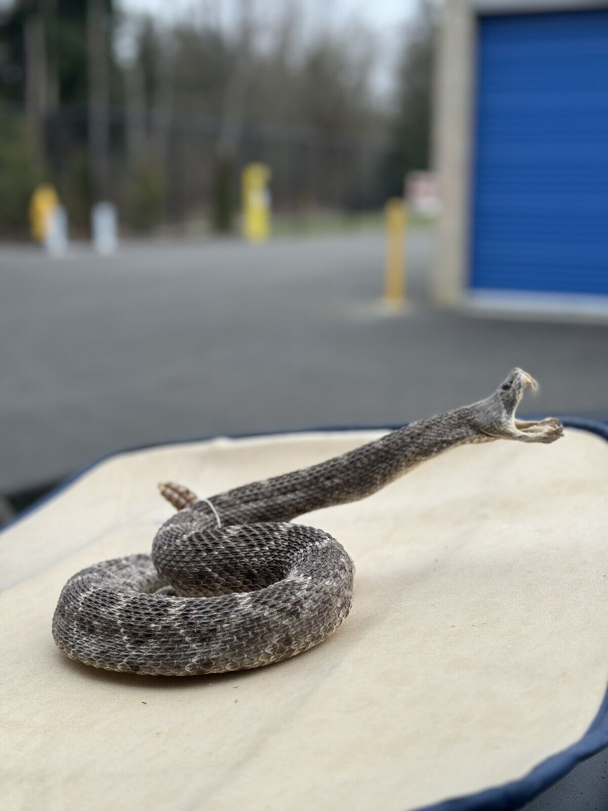 Large Real Rattle Snake Taxidermy Mount