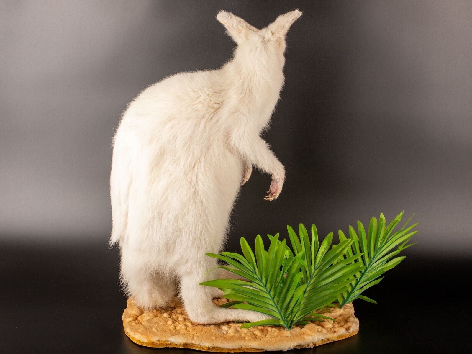 White wallaby Kangaroo Taxidermy Mount