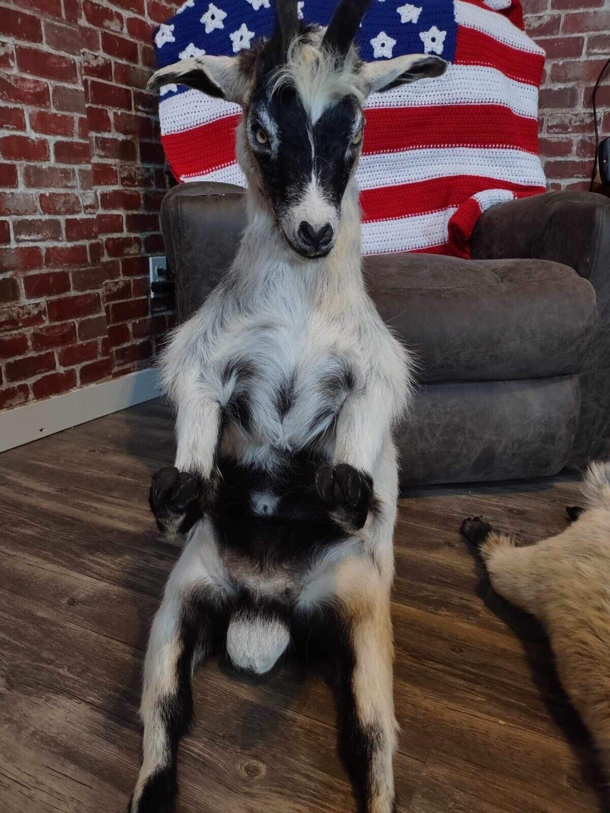 Real Beautiful Billy Goat Taxidermy Mount