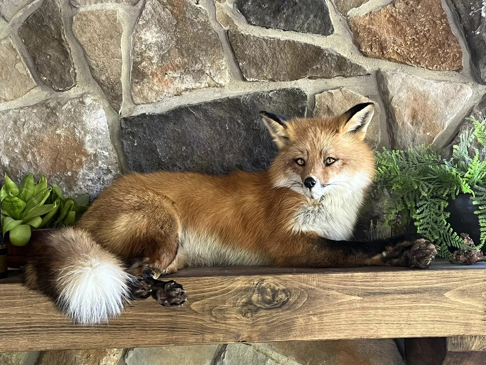 Red Fox Taxidermy Full Body Mount Cabin Camp Man Cave Home Office Den Decor NEW!