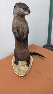 New Full Body Otter Taxidermy Mount