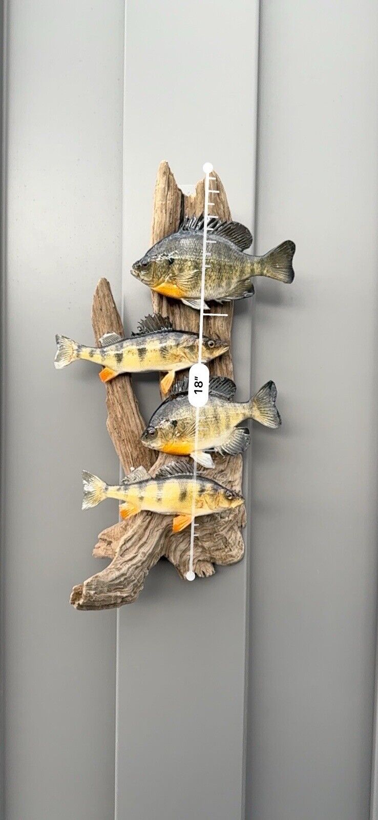 Real Skin Beautiful Sunfish Fish Taxidermy Wall Mount