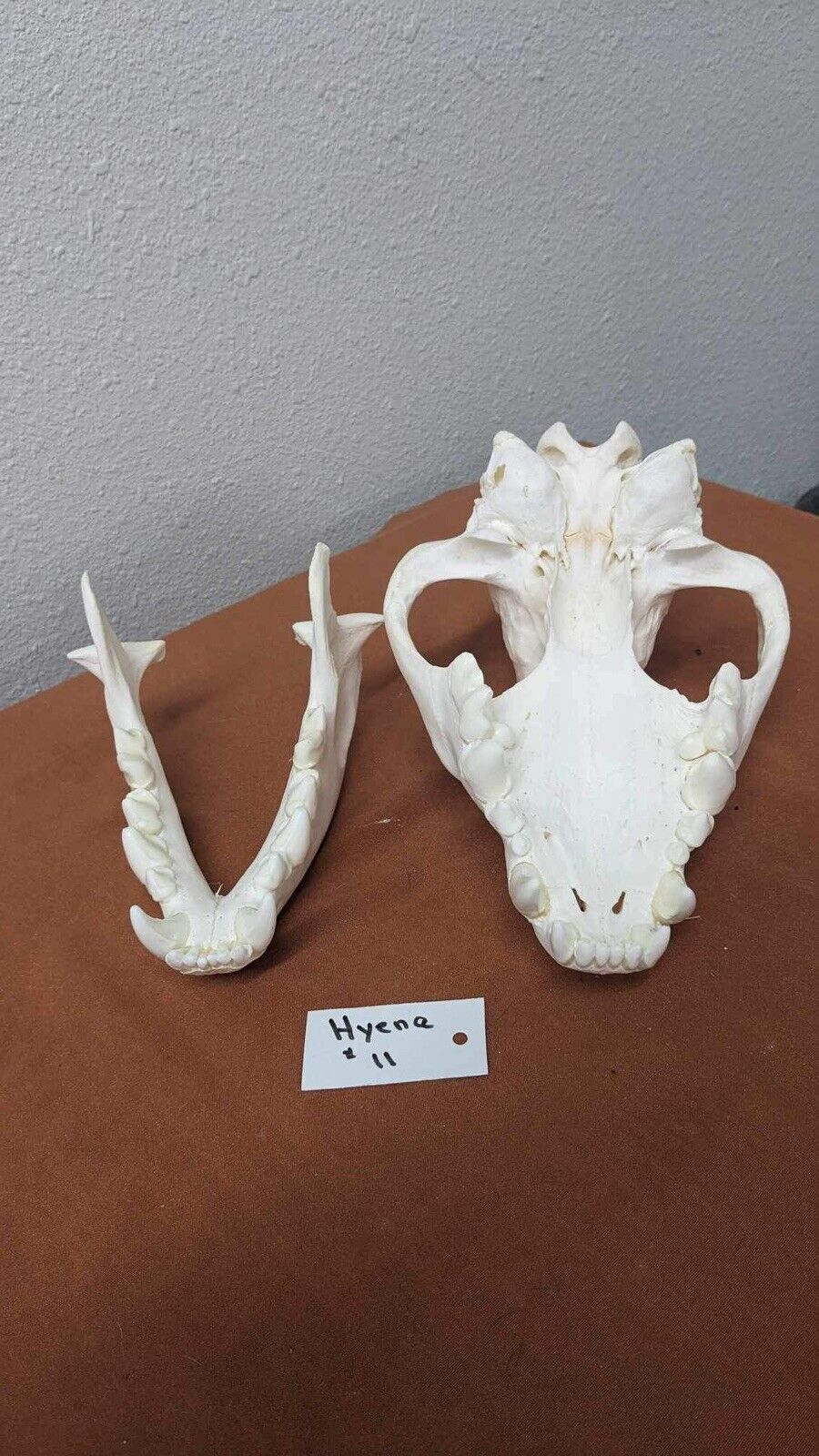 Large Hyena Complete Skull Taxidermy