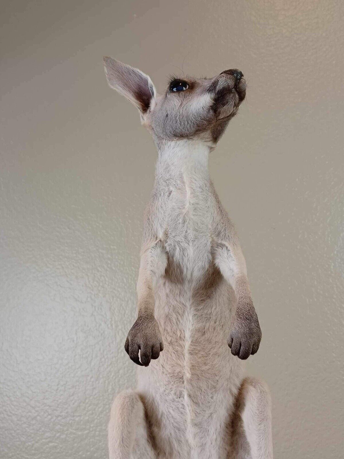 Baby Kangaroo Taxidermy Mount