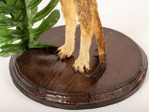 Rare Meerkat / Suricate Real Taxidermy Mount