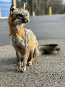 Grey Fox Taxidermy Full Body Mount Prime Fur