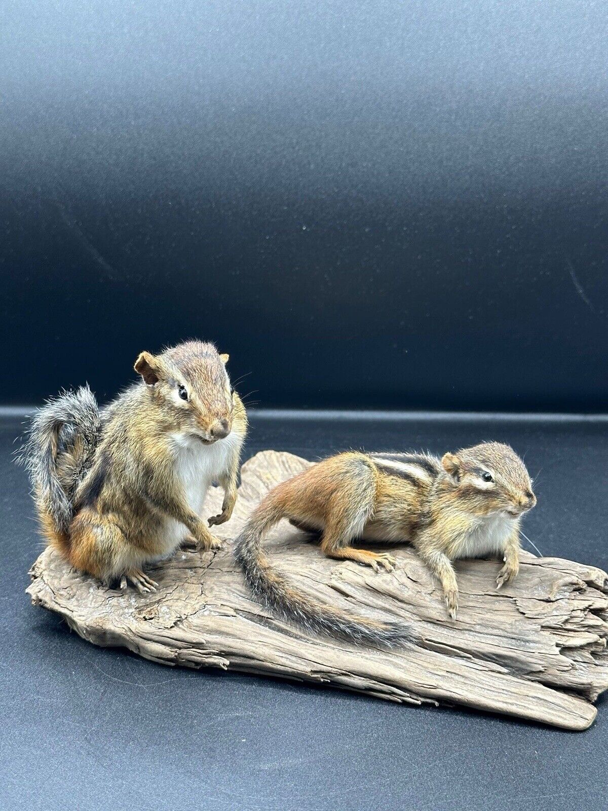 Beautiful Adorable Chipmunk Small Animal Taxidermy Mount Art Wildlife