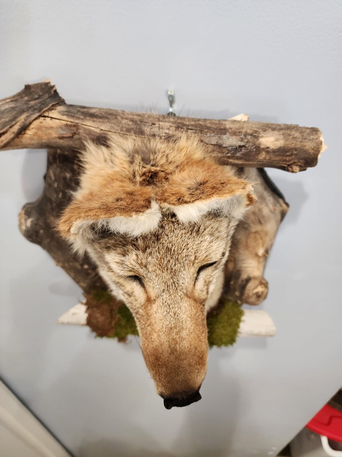 New Coyote Den Taxidermy Mount