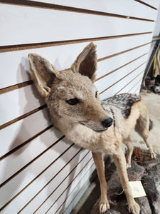 Black jackal African Taxidermy Mount