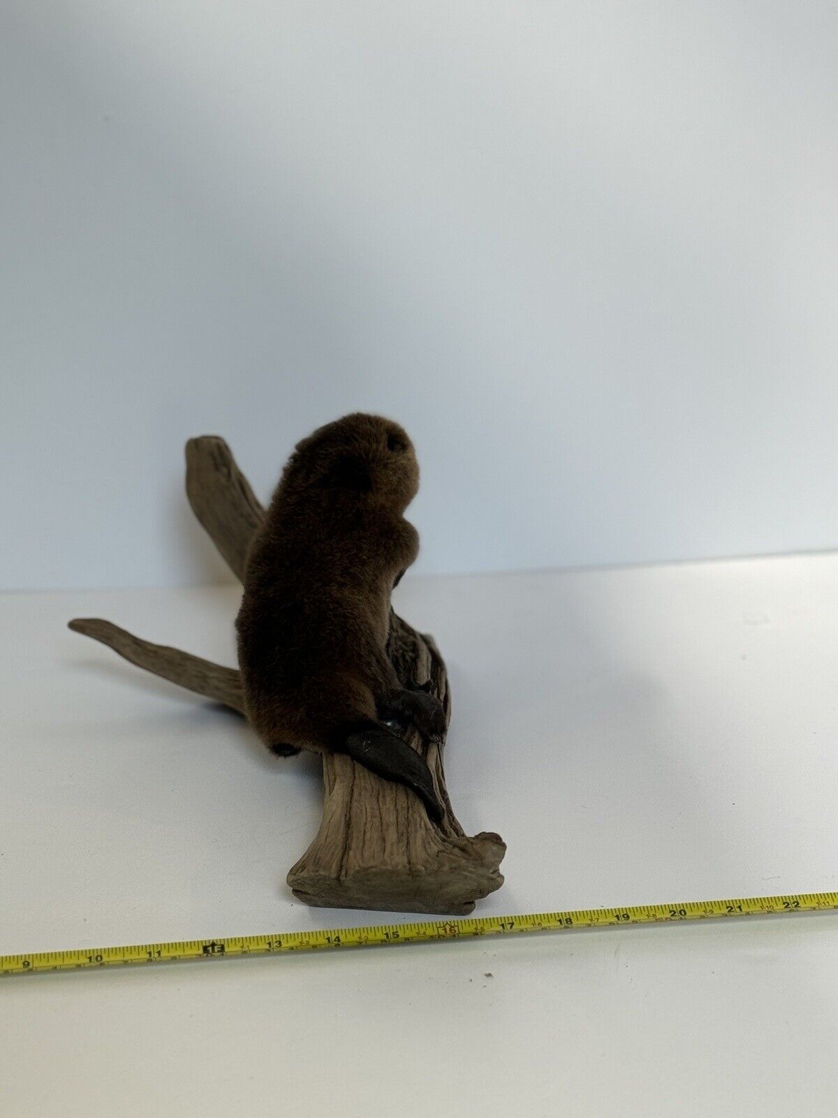 Beautiful Adorable Baby Beaver Kit Taxidermy Mount Art Wildlife #2