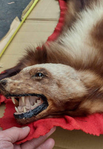 massive Alaskan Wolverine Prime Fur Rug Taxidermy Mount For Sale Oddity