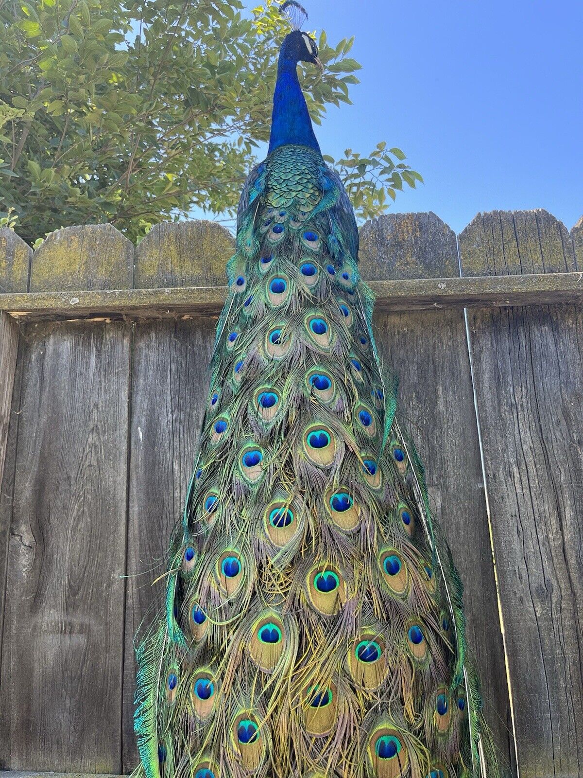 Black Shoulder PEACOCK Taxidermy Mount museum quality