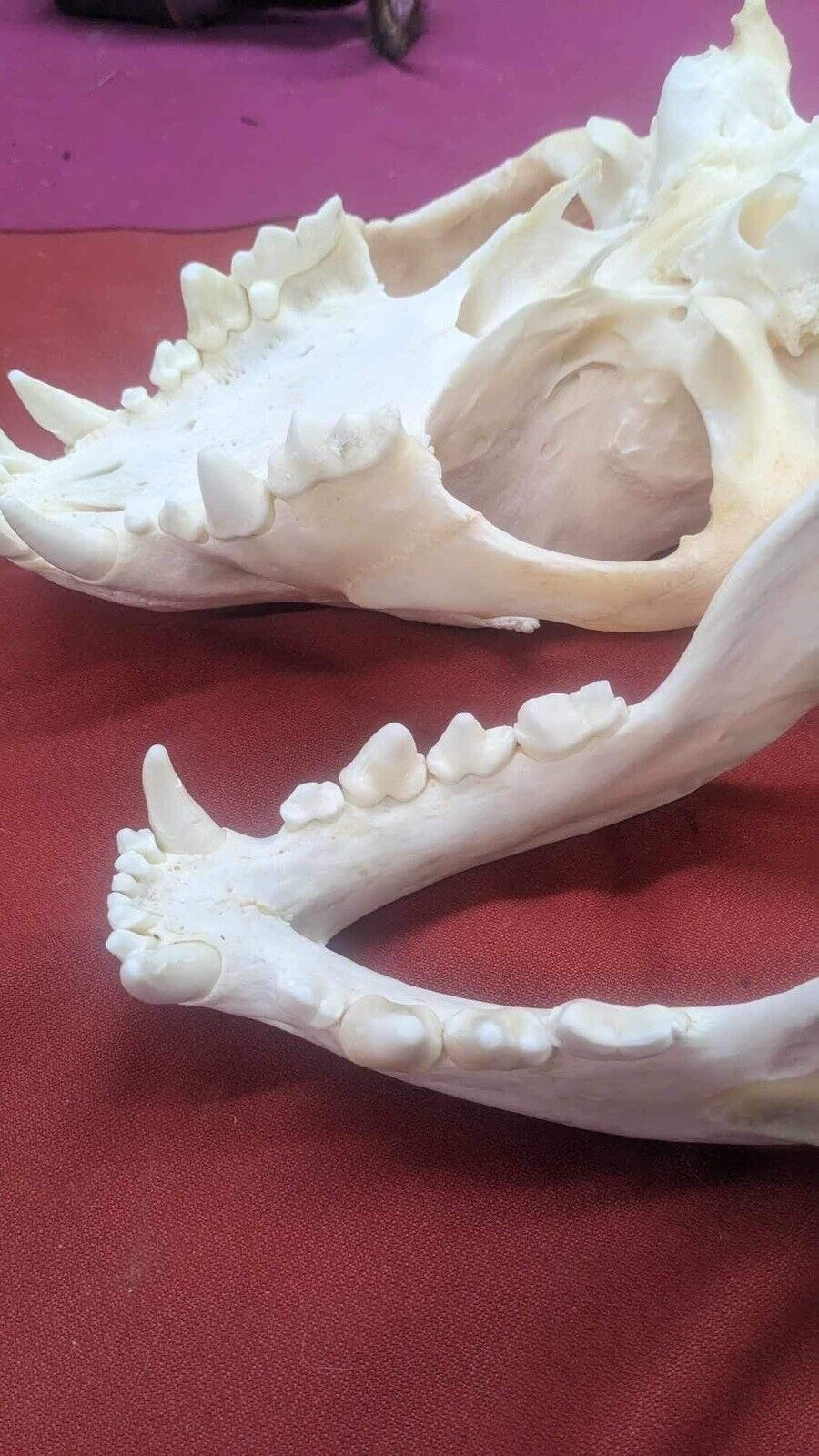 Large East African Spotted Hyena Complete Skull Taxidermy 11” Long