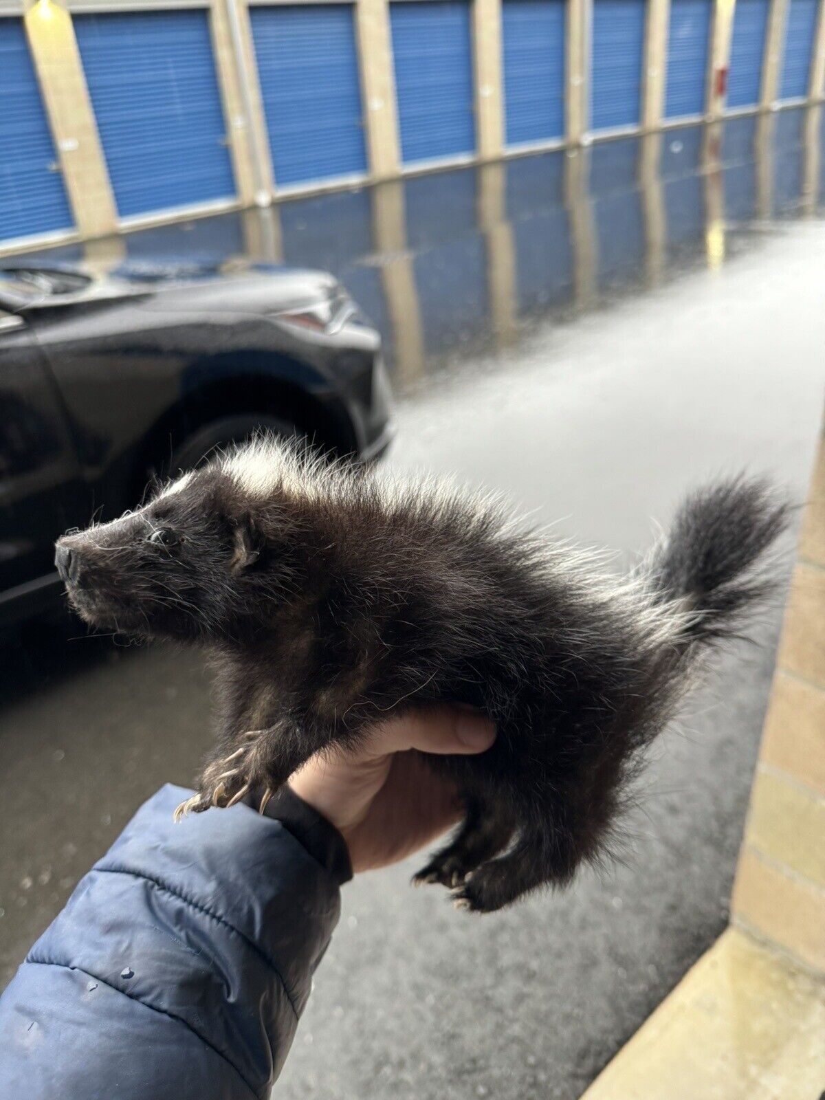 skunk baby taxidermy mount