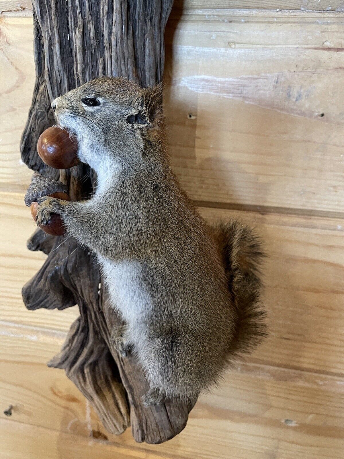 Beautiful Adorable Red Squirrel Small Animal Taxidermy Wall Mount