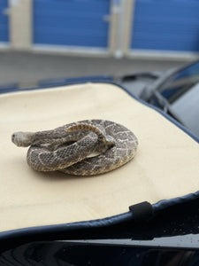 Large Real Rattle Snake Taxidermy Mount