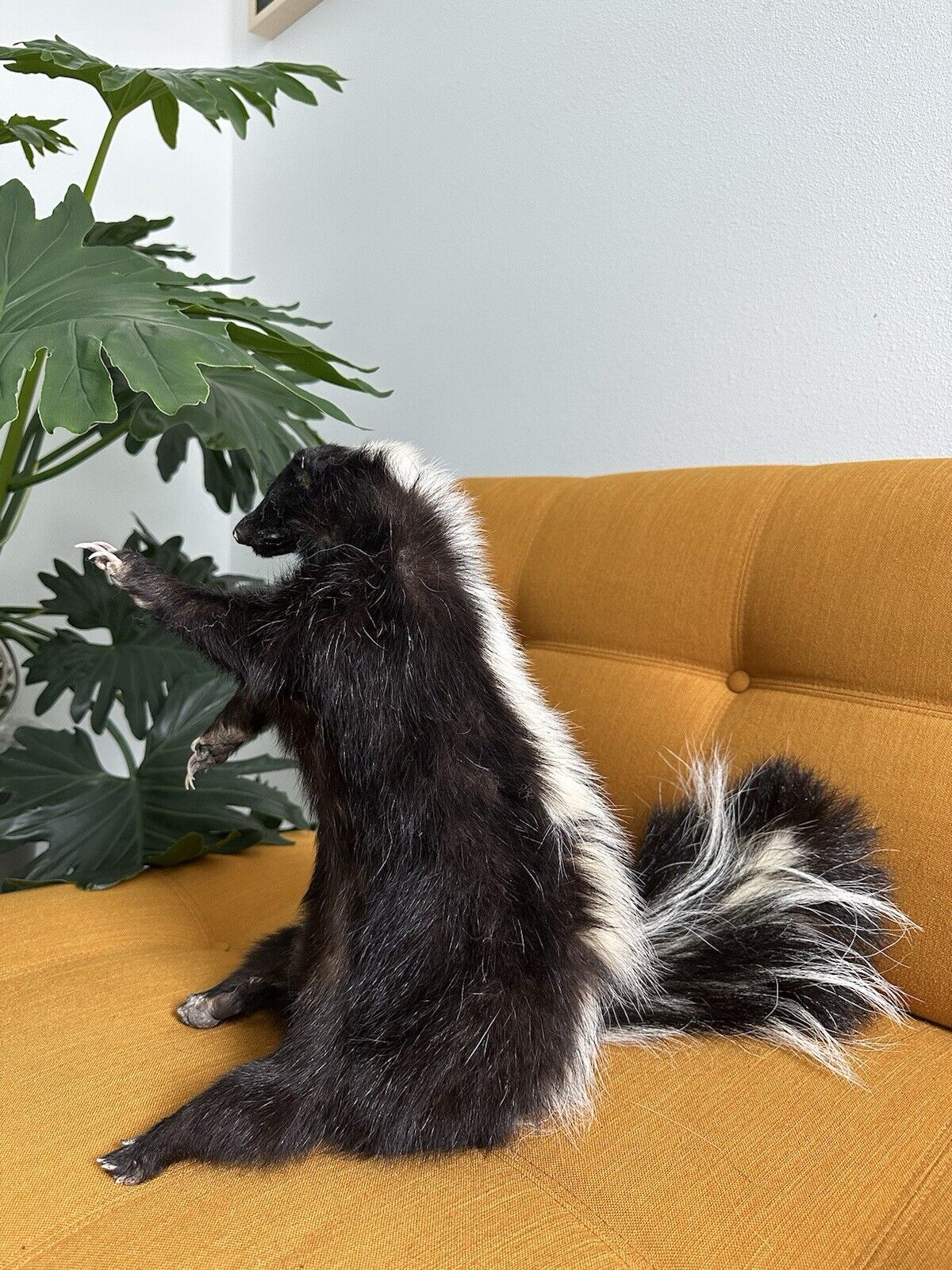 Large Prime Skunk Taxidermy Mount