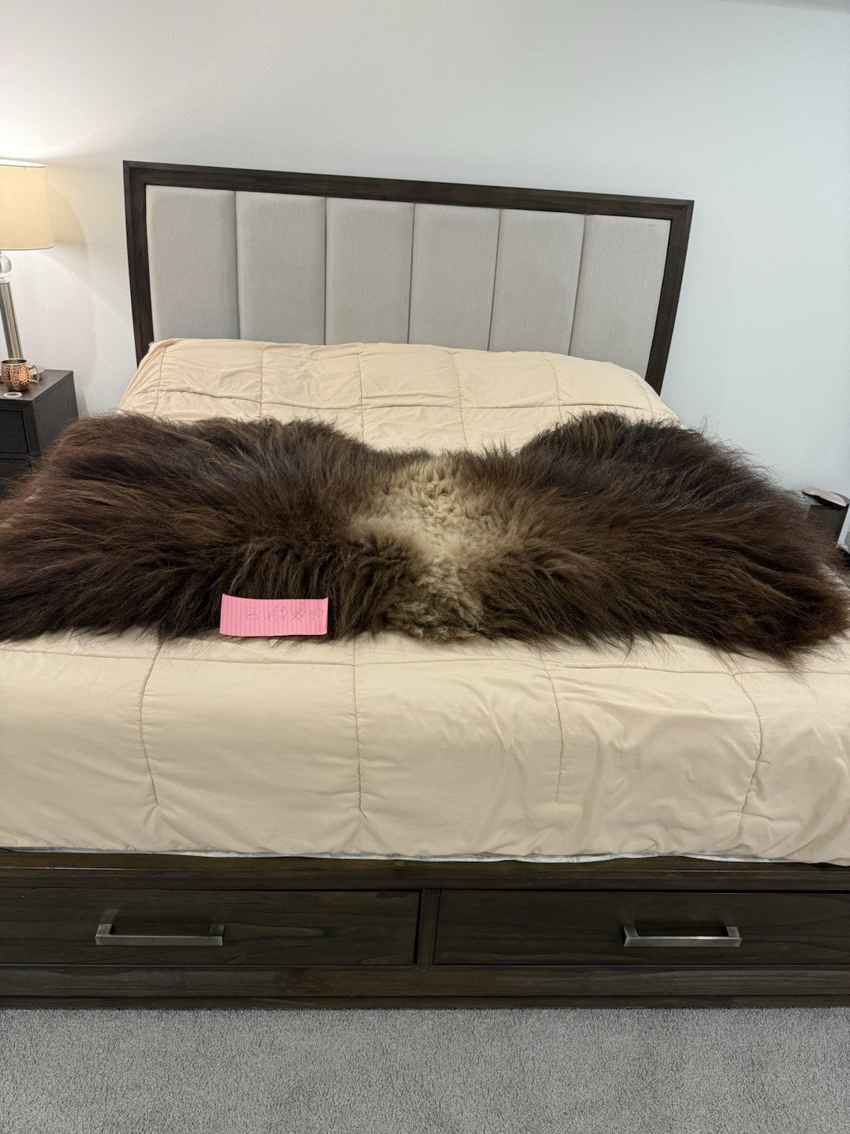 FHBD7 - Prime Real Muskox Fresh  Taxidermy Rug Hide