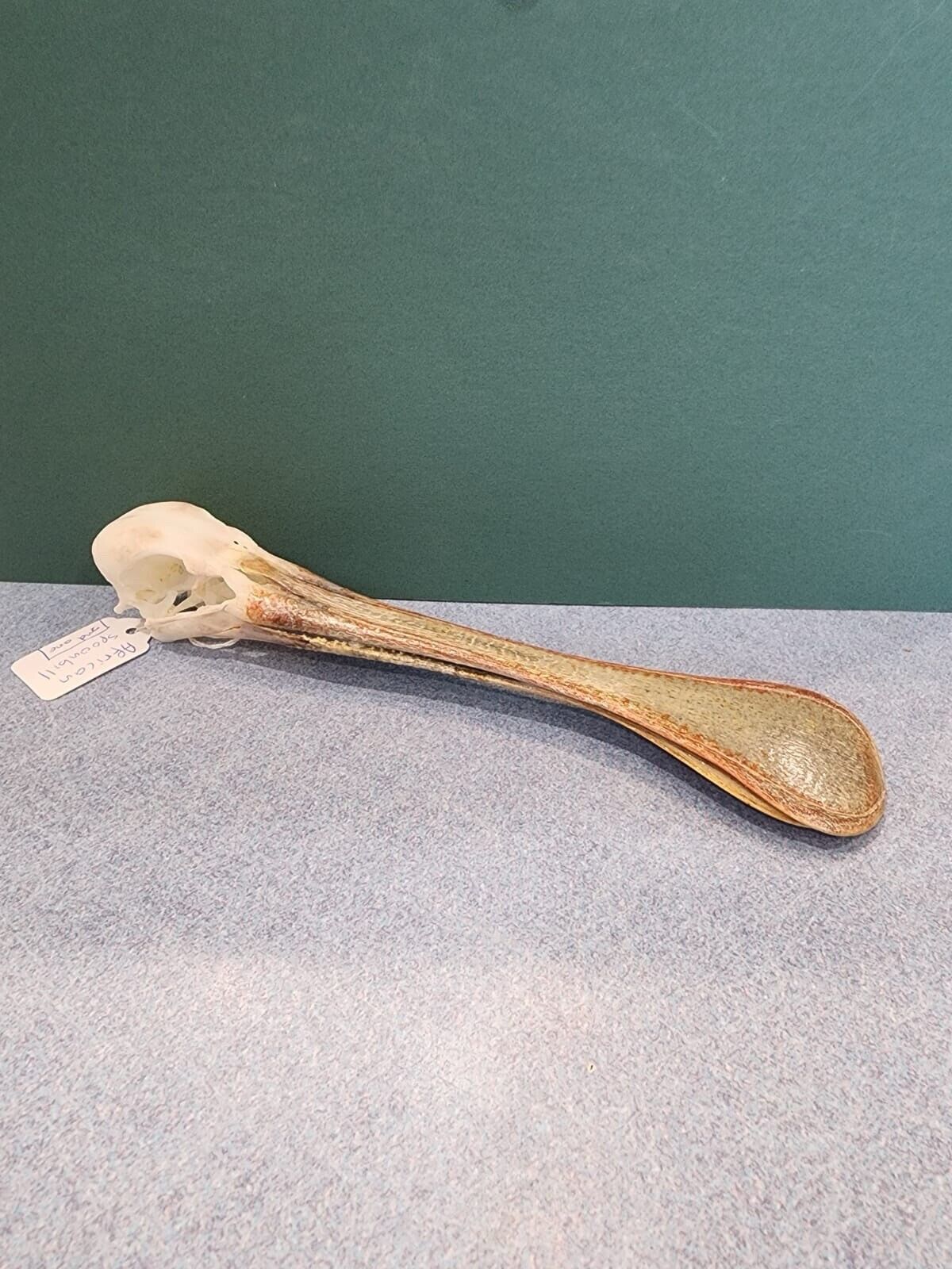 Real African spoonbill Bird Skull Taxidermy Sk1