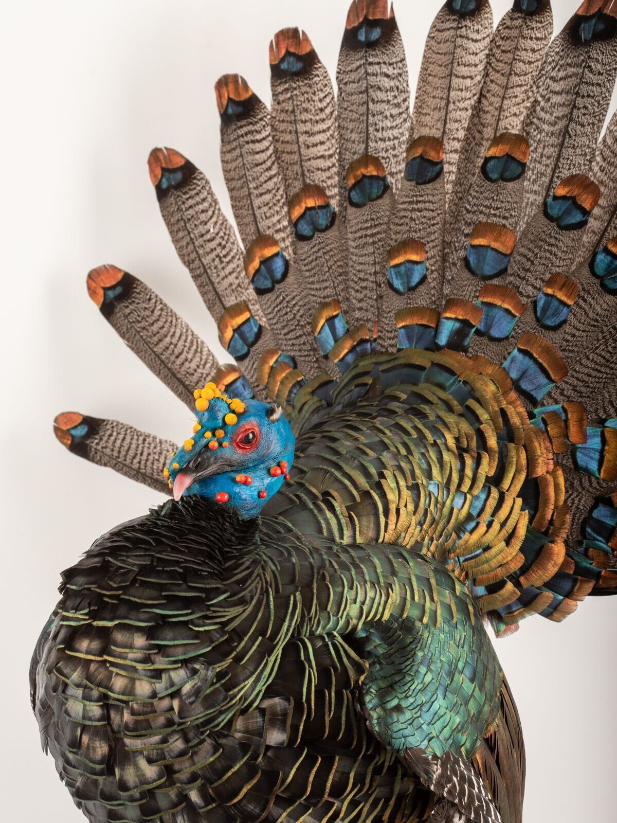 Brand New Oscellated Turkey taxidermy mount Detachable Tail