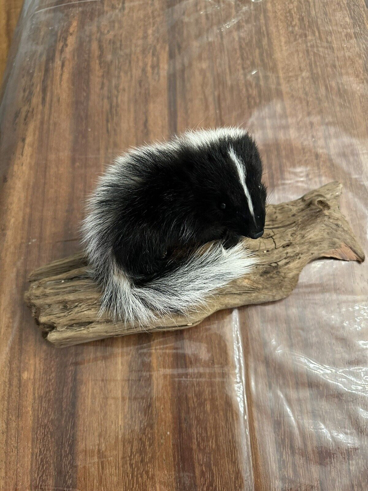 skunk baby taxidermy mount SK12