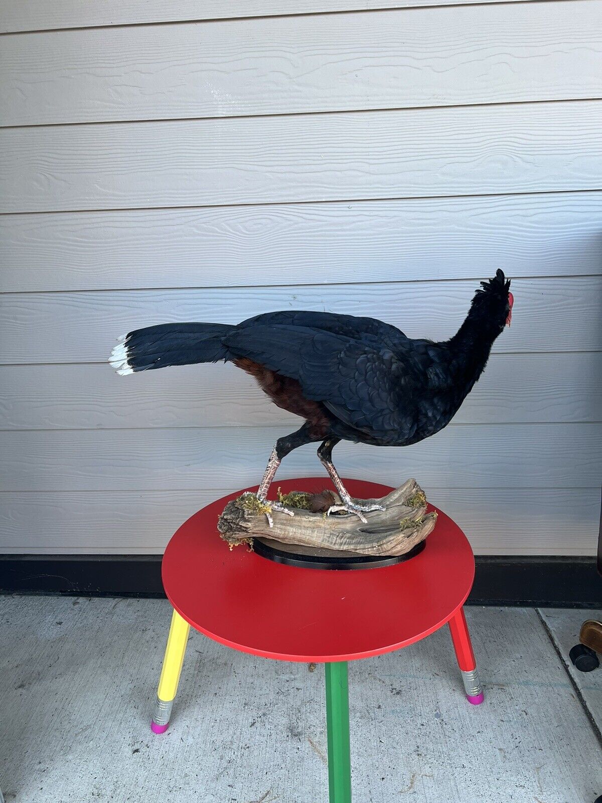 Rare razorbill curassow Taxidermy Bird Mount