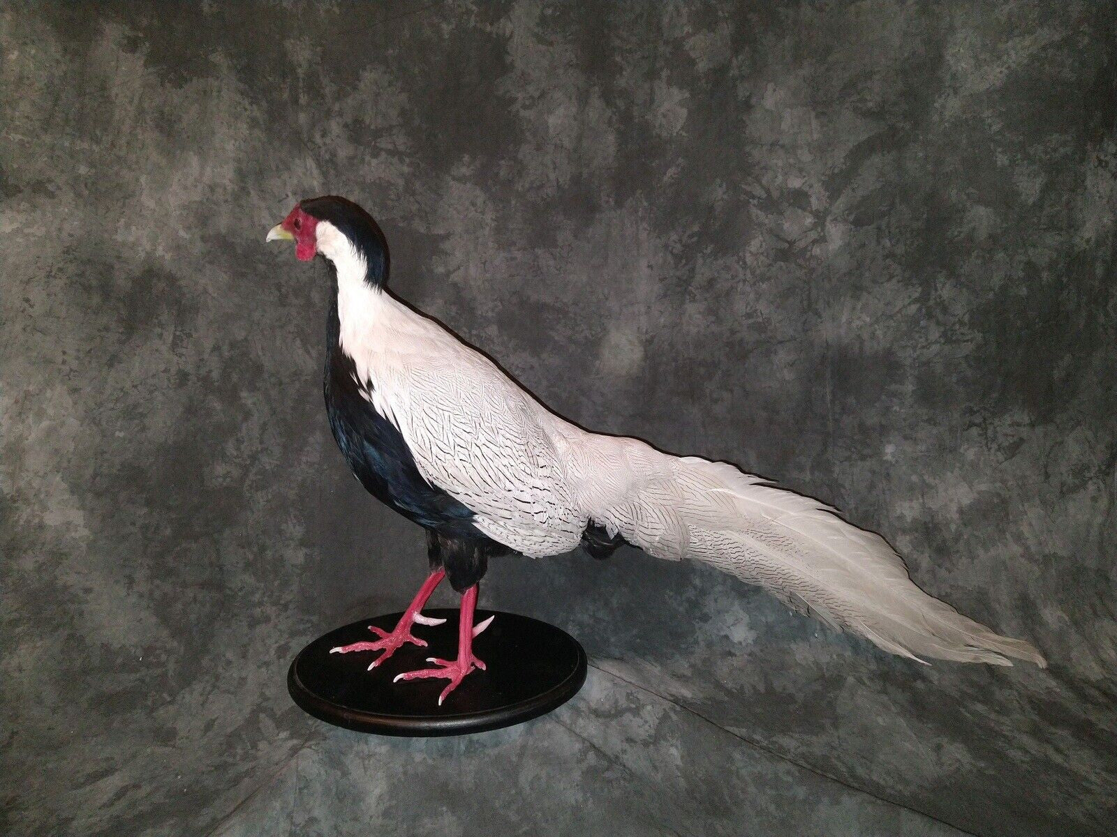 Silver pheasant Taxidermy Bird Mount