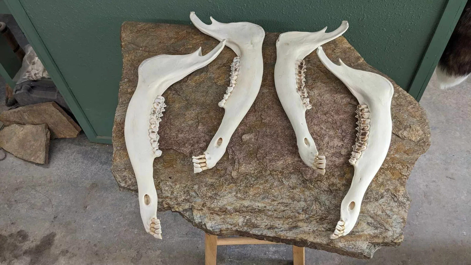 Elk jaw Bones Matching Pairs