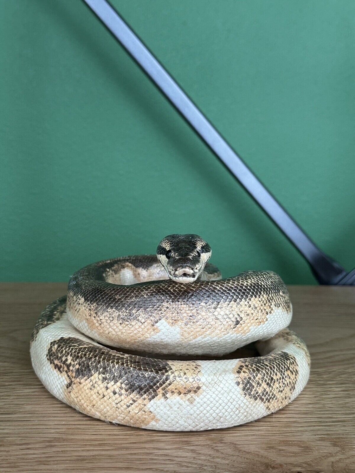 Real  Python Taxidermy Mount