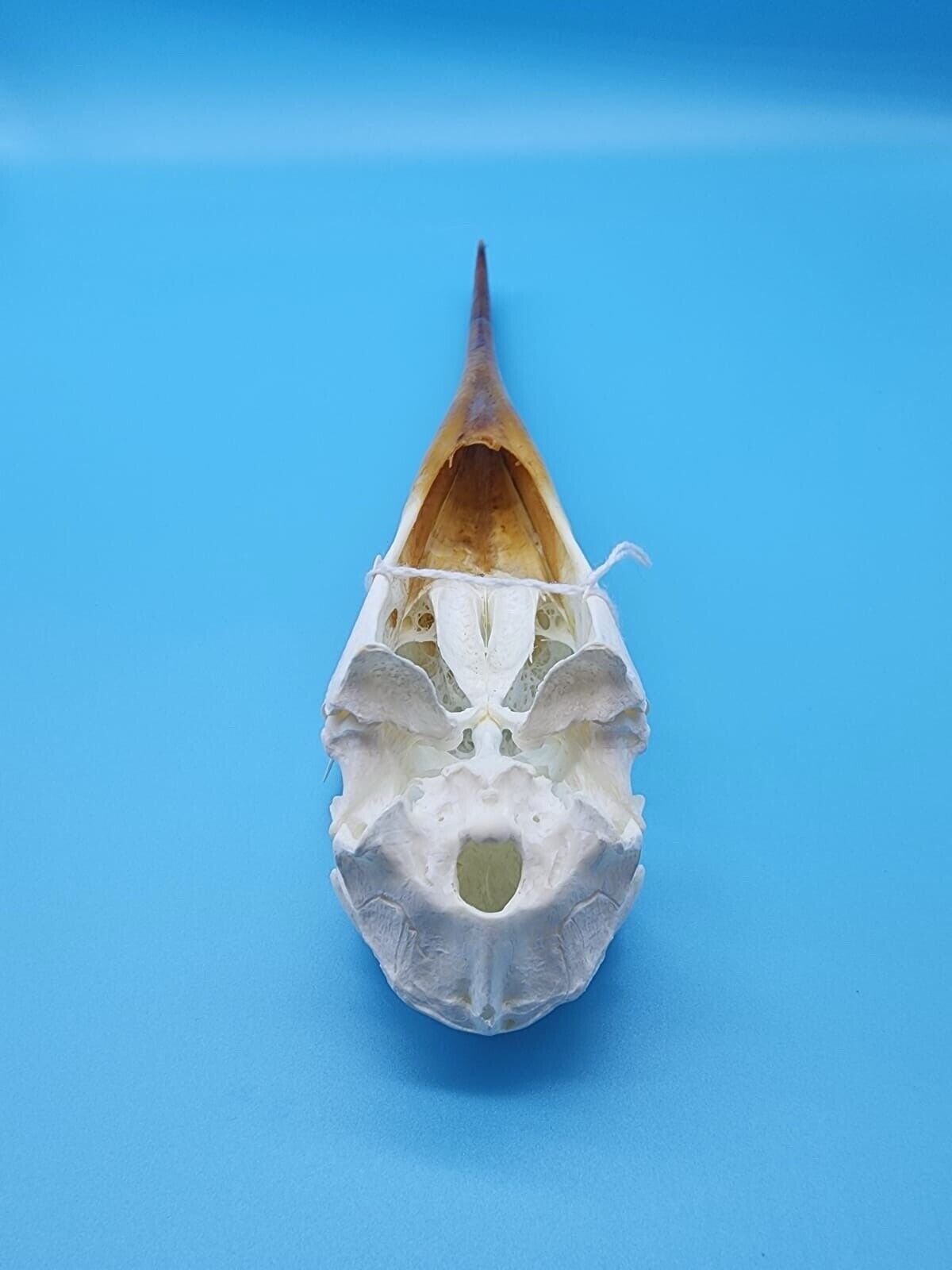 Real Yellow-billed stork Bird Skull Taxidermy Sk2