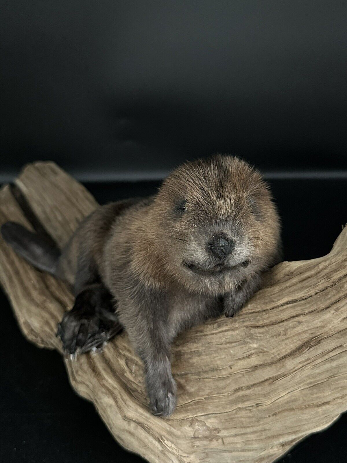 Beautiful Adorable Baby Beaver Kit Taxidermy Mount Art Wildlife 20B