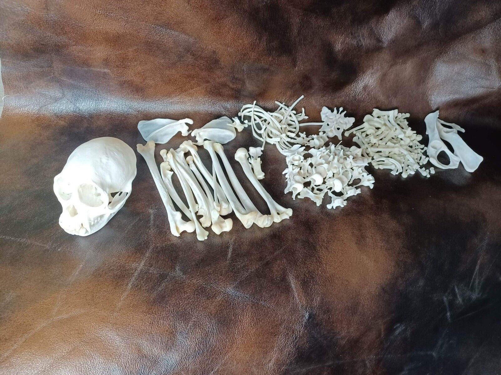 Capuchen monkey skull and full skeleton for articulating