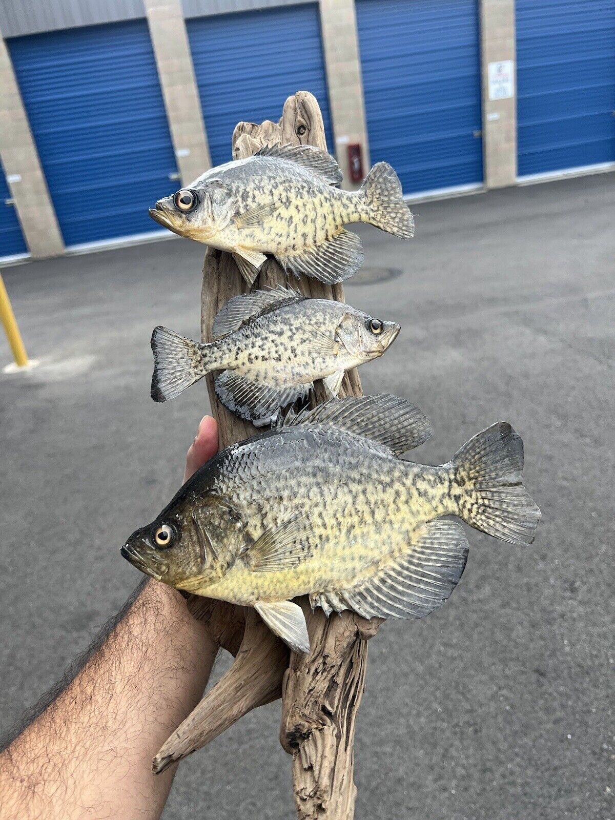 Beautiful Sunfish Crappie Perch Fish Taxidermy Wall Mount Art Wildlife