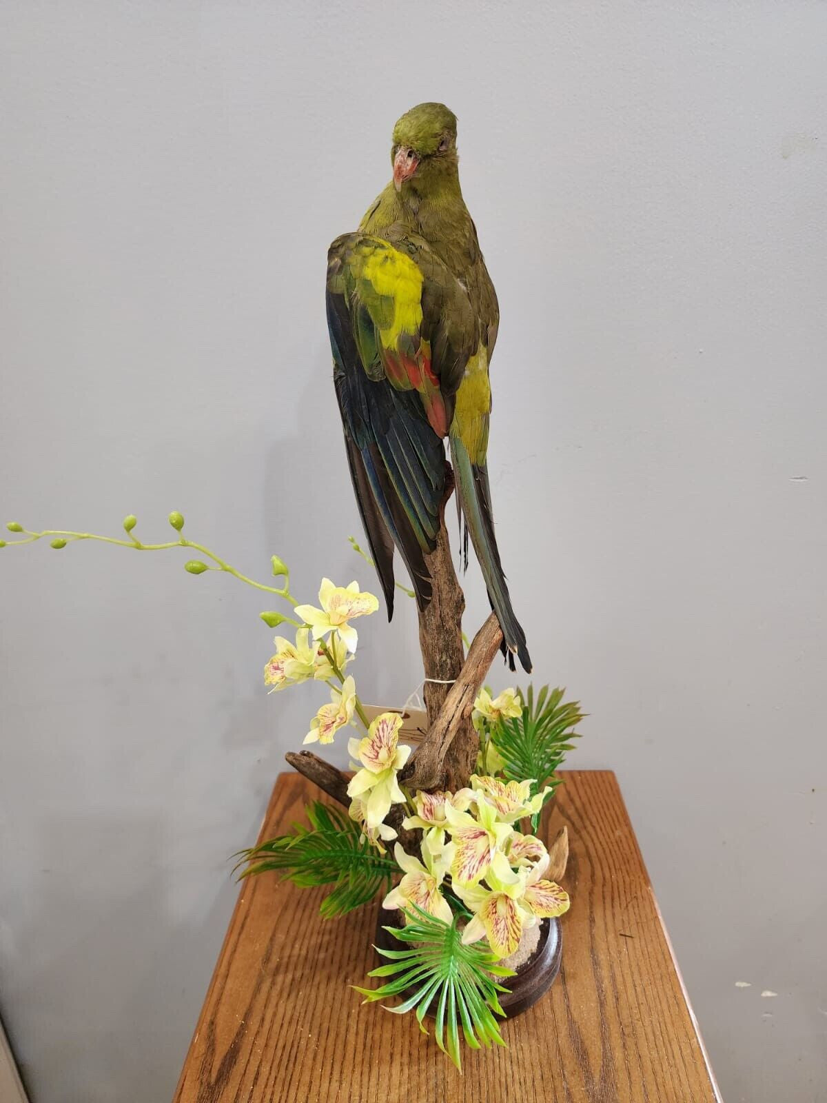 Real Regent Parrot Taxidermy Mount Beautiful Colors