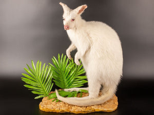 White wallaby Kangaroo Taxidermy Mount