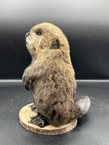 Beautiful Adorable Baby Beaver Kit Taxidermy Mount Art Wildlife 11B