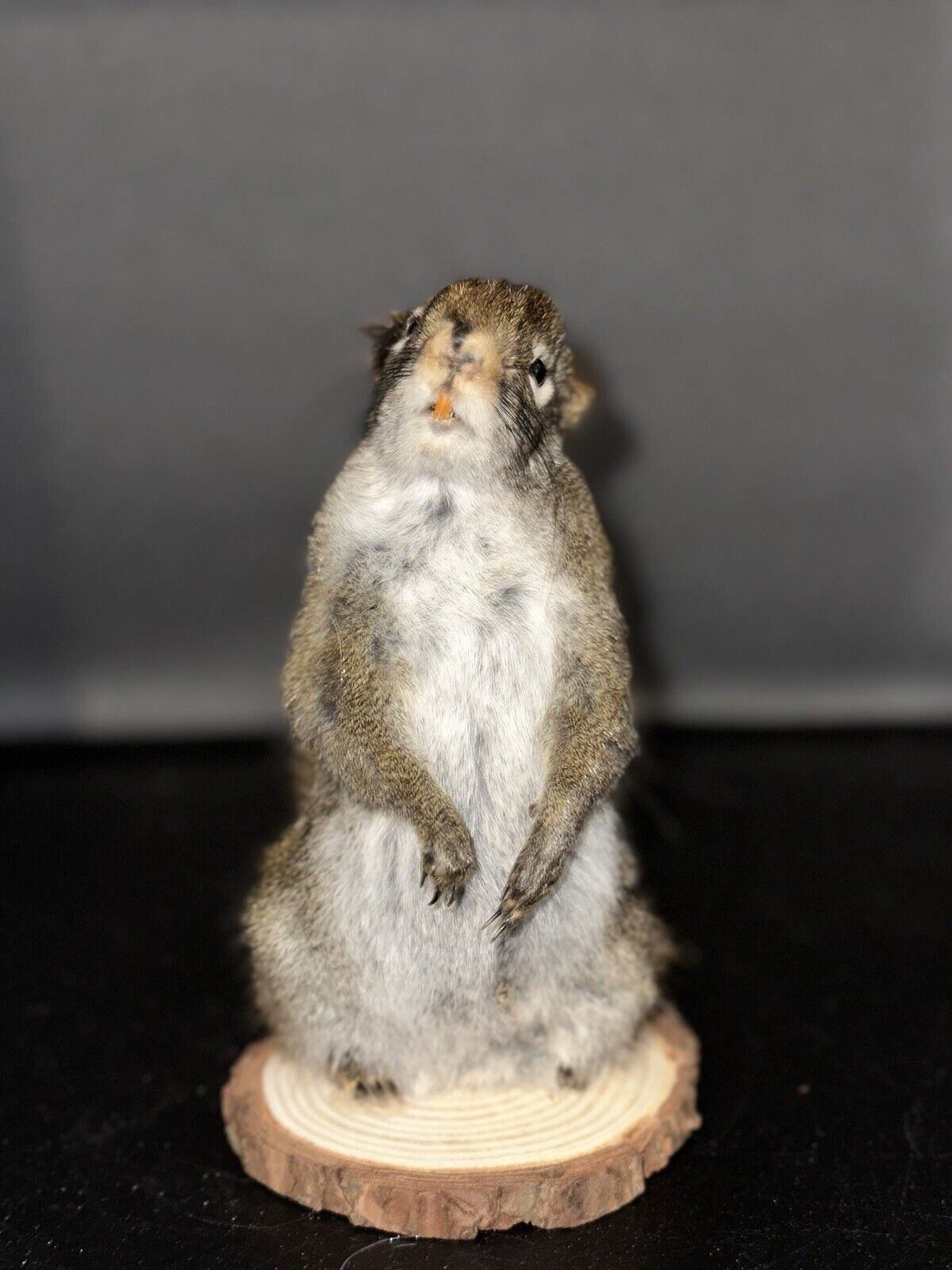 Beautiful Adorable Red Squirrel Small Animal Taxidermy Mount Art Wildlife 21S