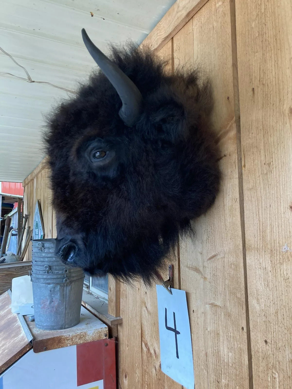 Real Buffalo / Bison Head Taxidermy Mount New Neck Mount (you Get One Pictured)