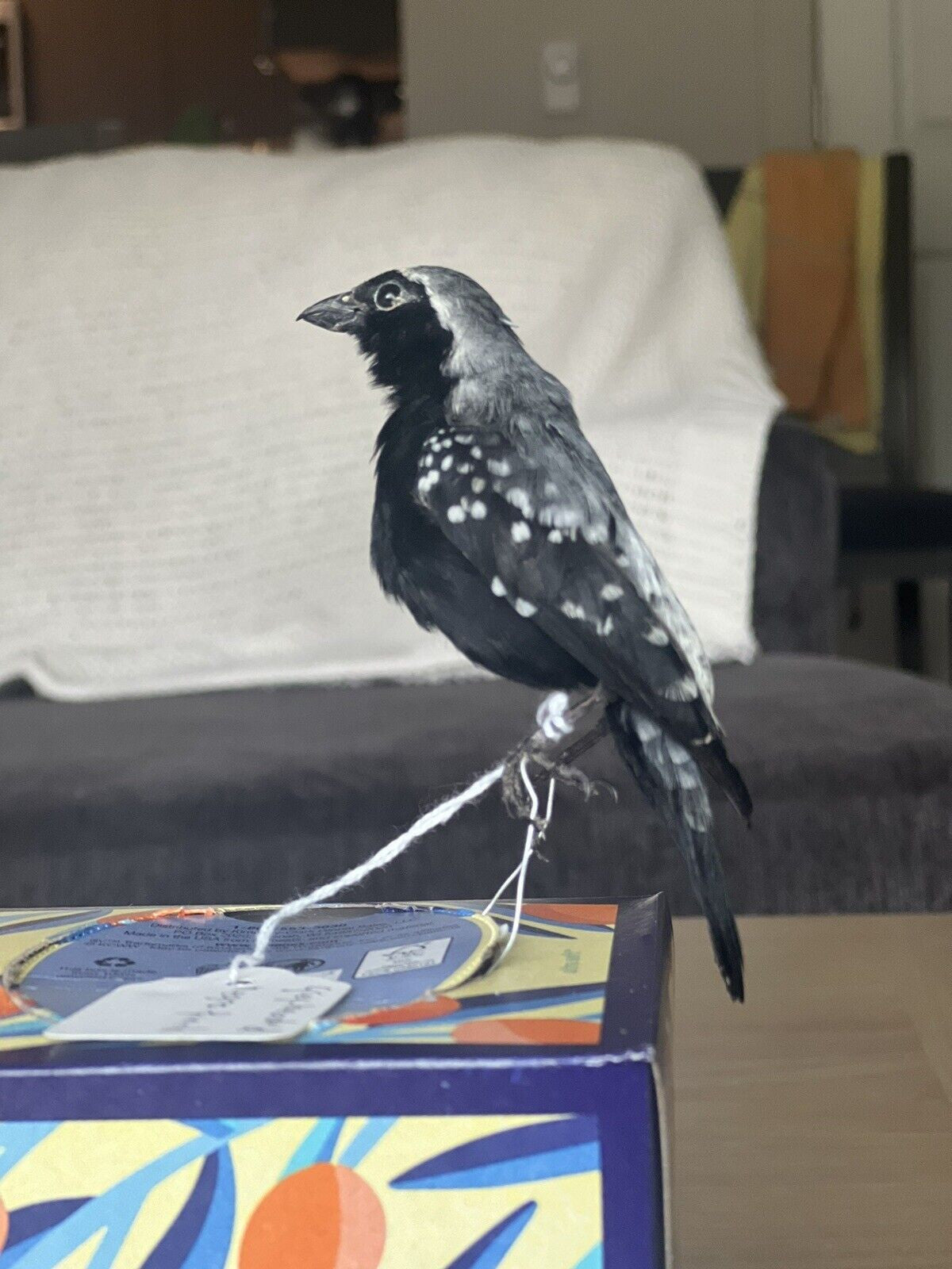 grey-headed nigrita (Nigrita canicapillus) Bird Taxidermy Mount