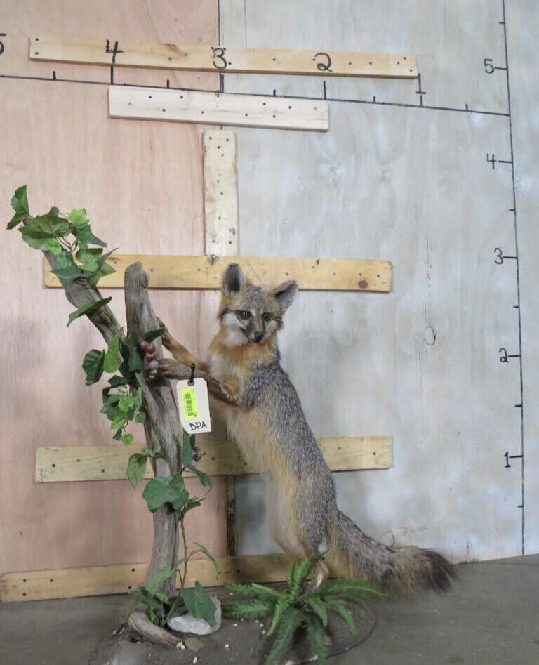 Grey Fox Taxidermy Full Body Mount Cabin Camp Man Cave Home Decor Gray NEW!