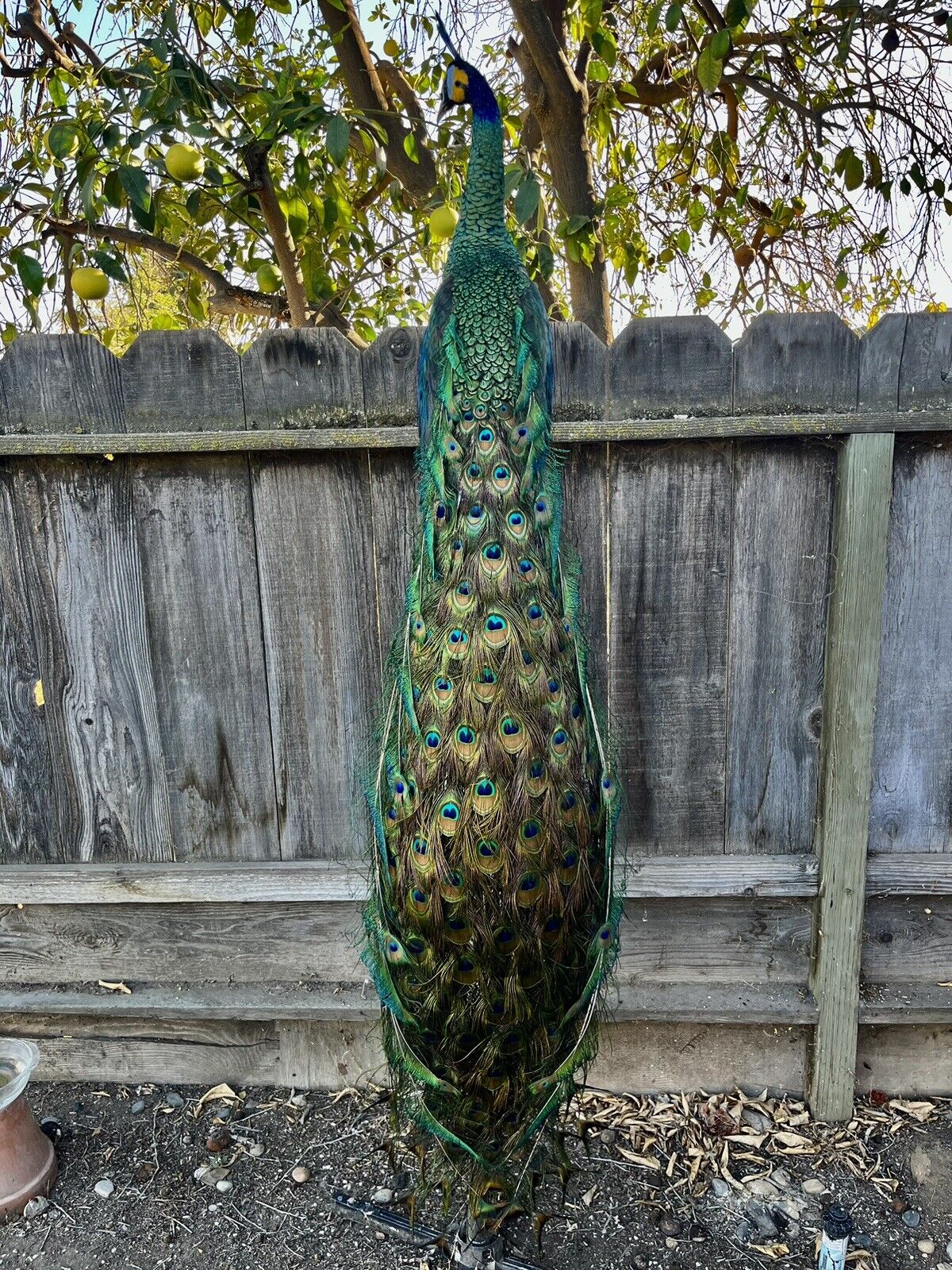 Museum quality ultra rare Java PEACOCK Taxidermy Mount