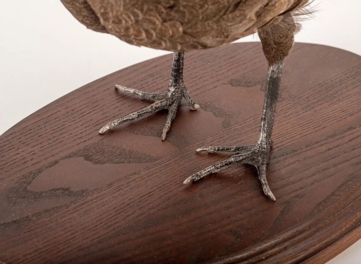 FHBird379 - Grey Peacock-Pheasant Taxidermy Stand Mount