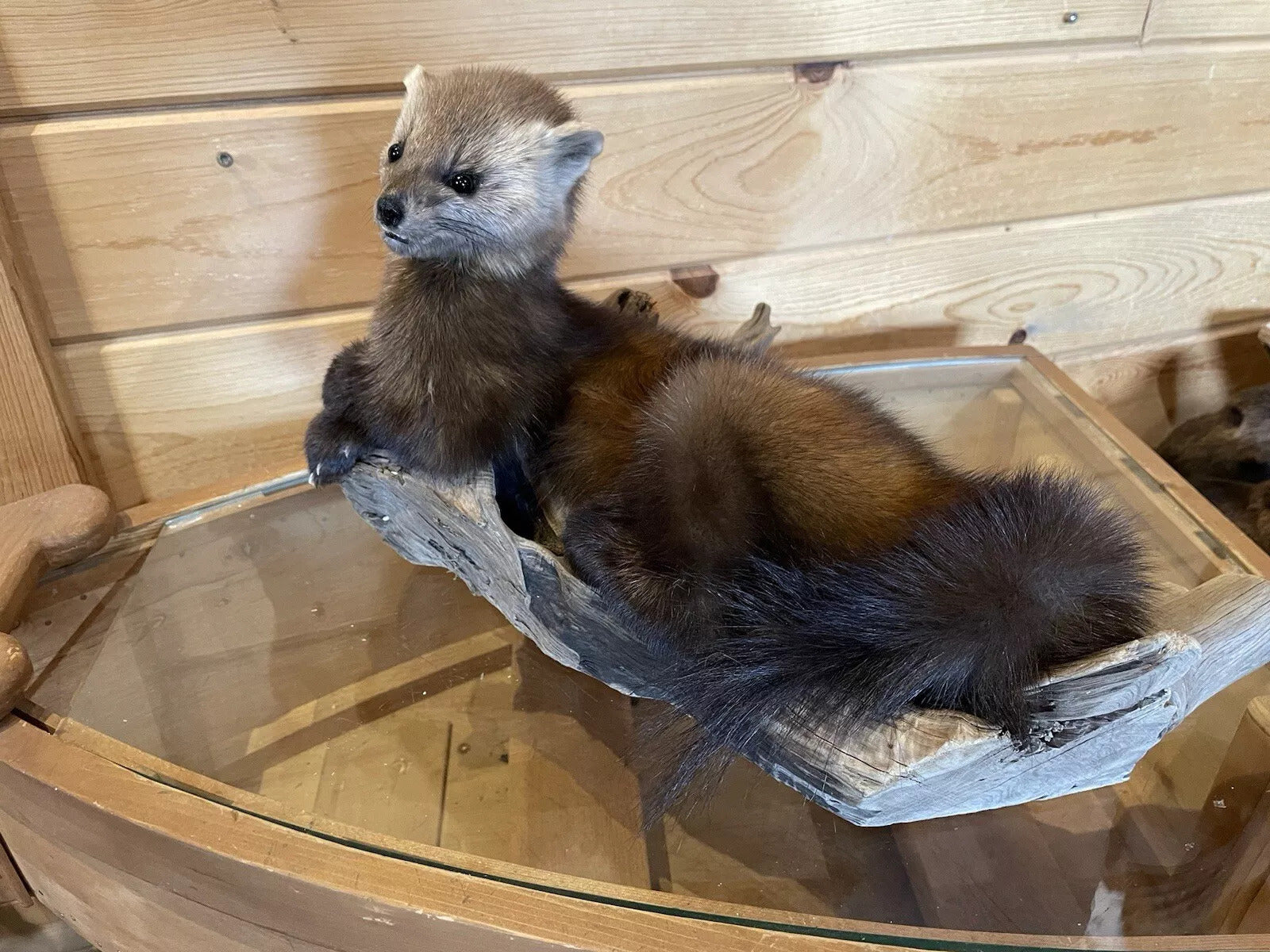 Pine Marten Alaskan Life Size Taxidermy Mount