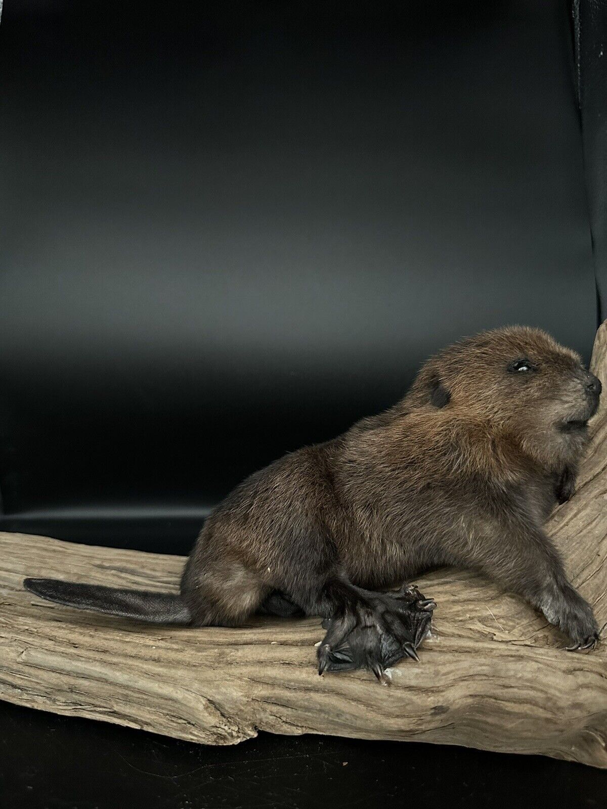 Beautiful Adorable Baby Beaver Kit Taxidermy Mount Art Wildlife 20B