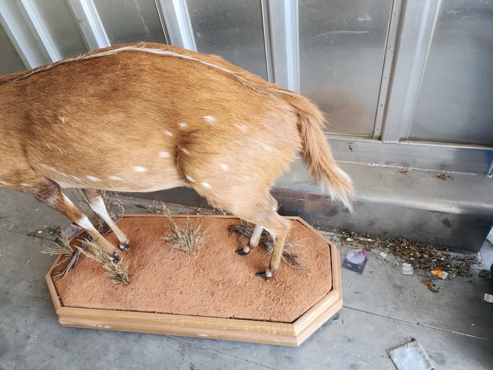 African Bush Buck Full Body Taxidermy Mount FH35