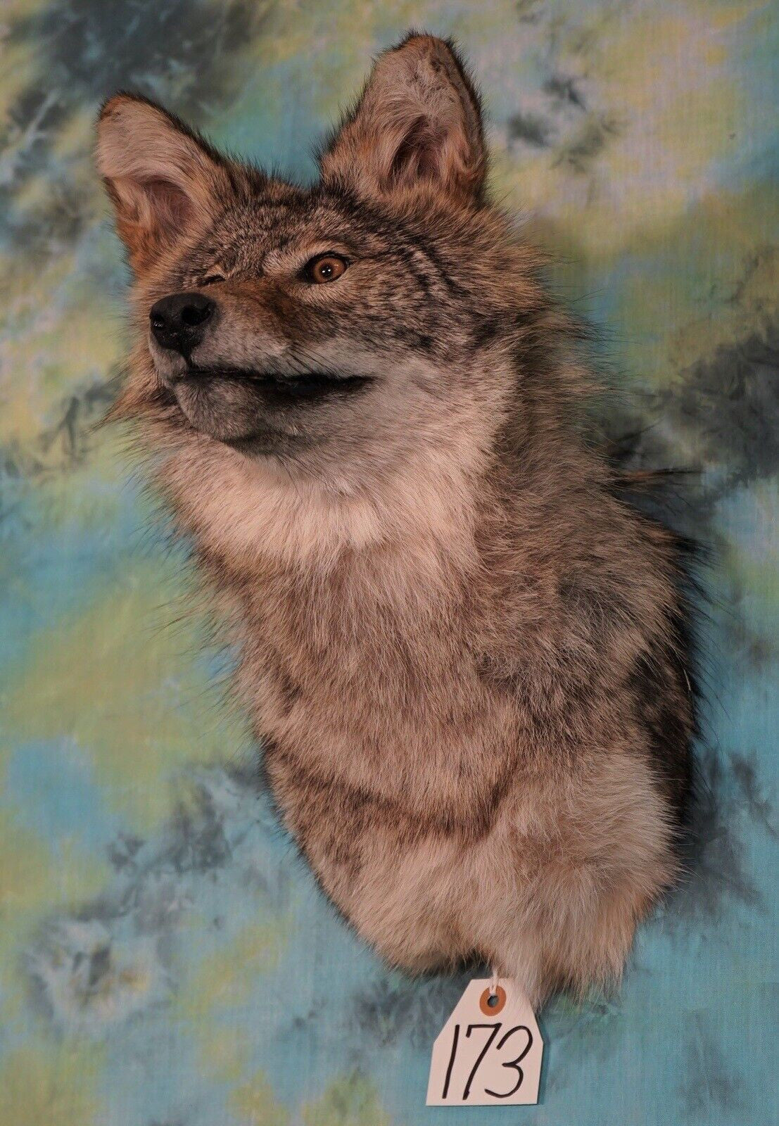 Coyote Shoulder Mount Taxidermy Man Cave Cabin Camp Den Home Office Decor NEW!