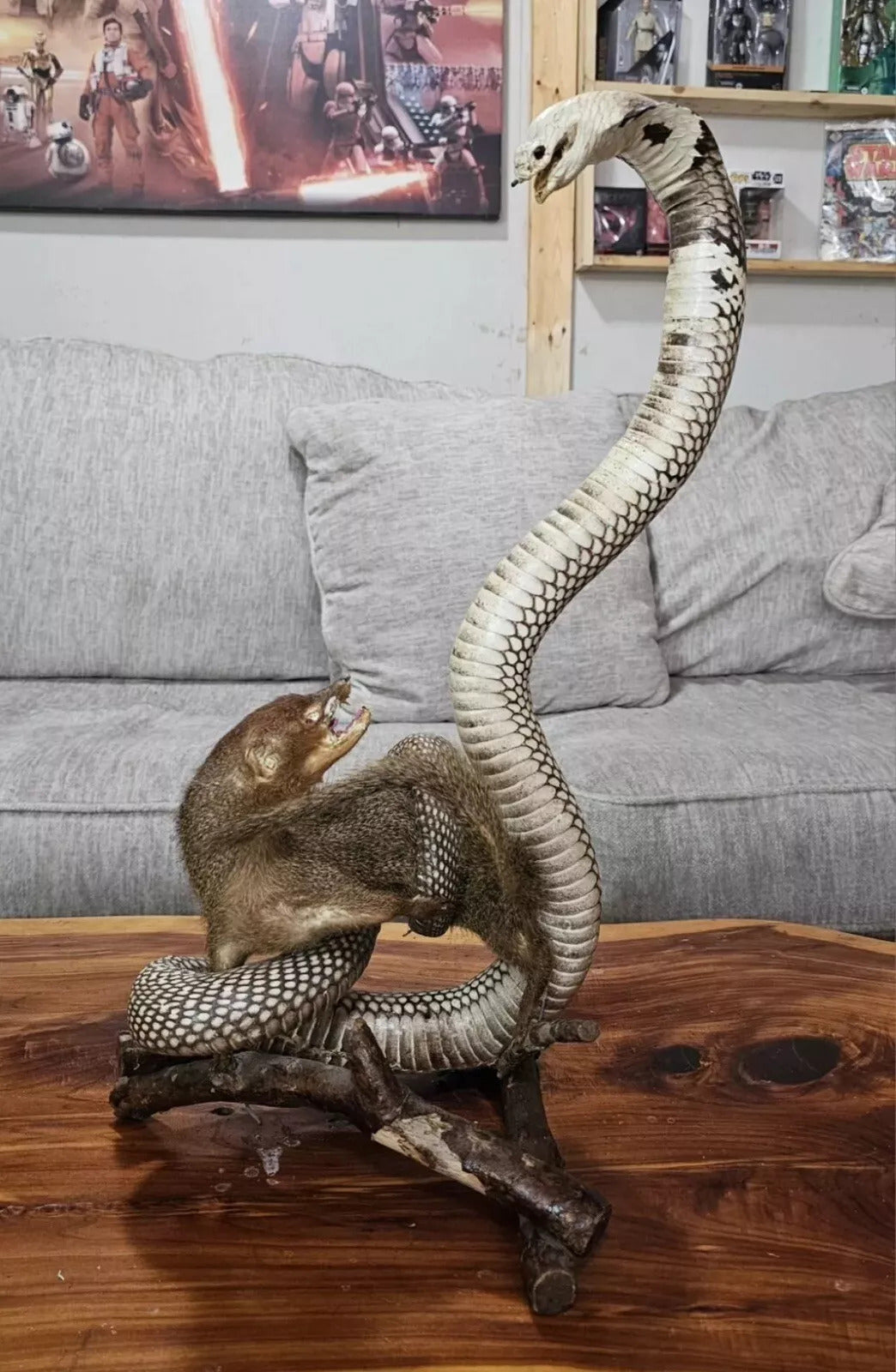 King Cobra & Mongoose Fighting Taxidermy Standing Mounted Hunting Snake