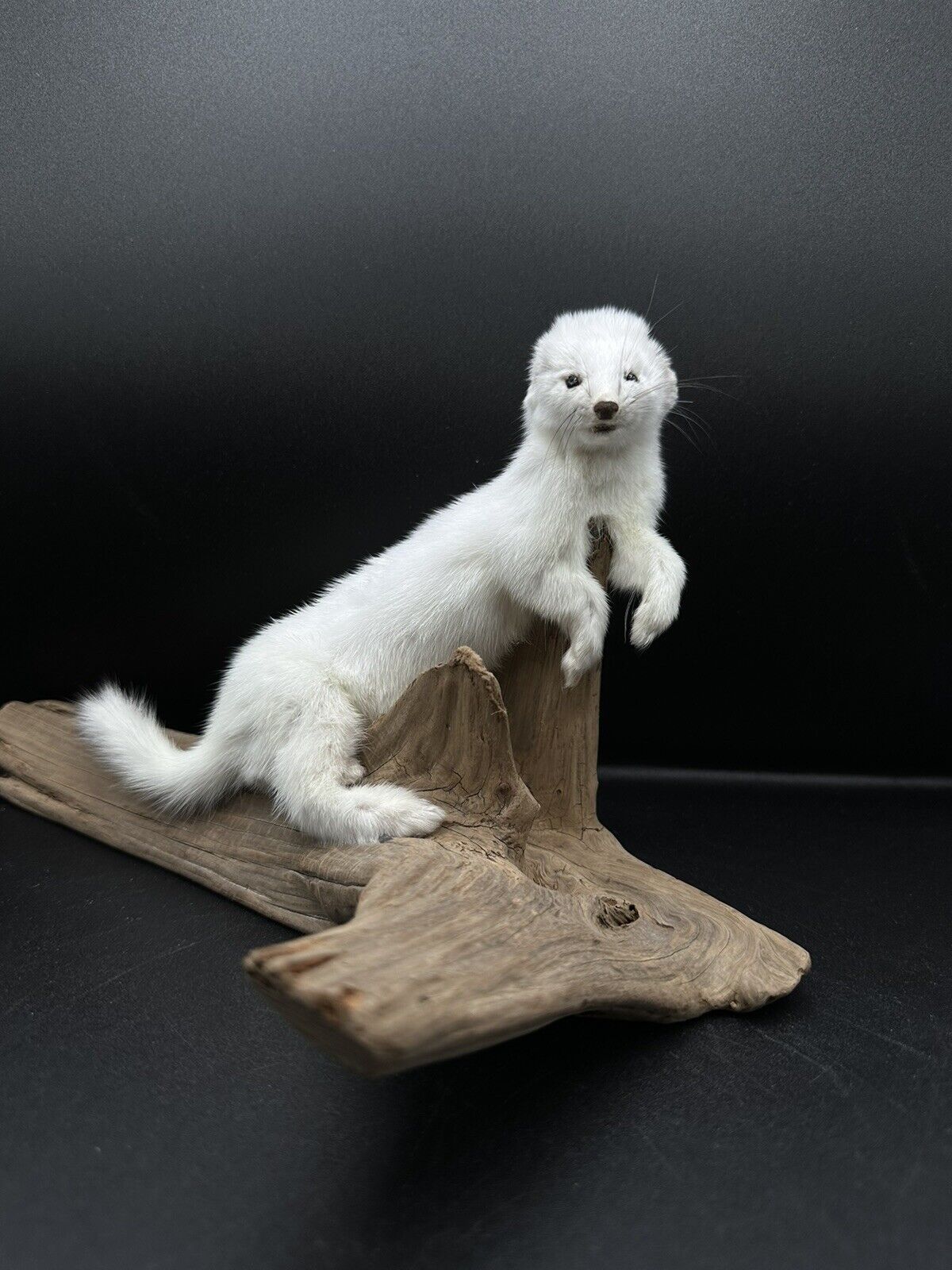 Beautiful Adorable Weasel Ermine Small Animal Taxidermy Mount Art Wildlife 11W