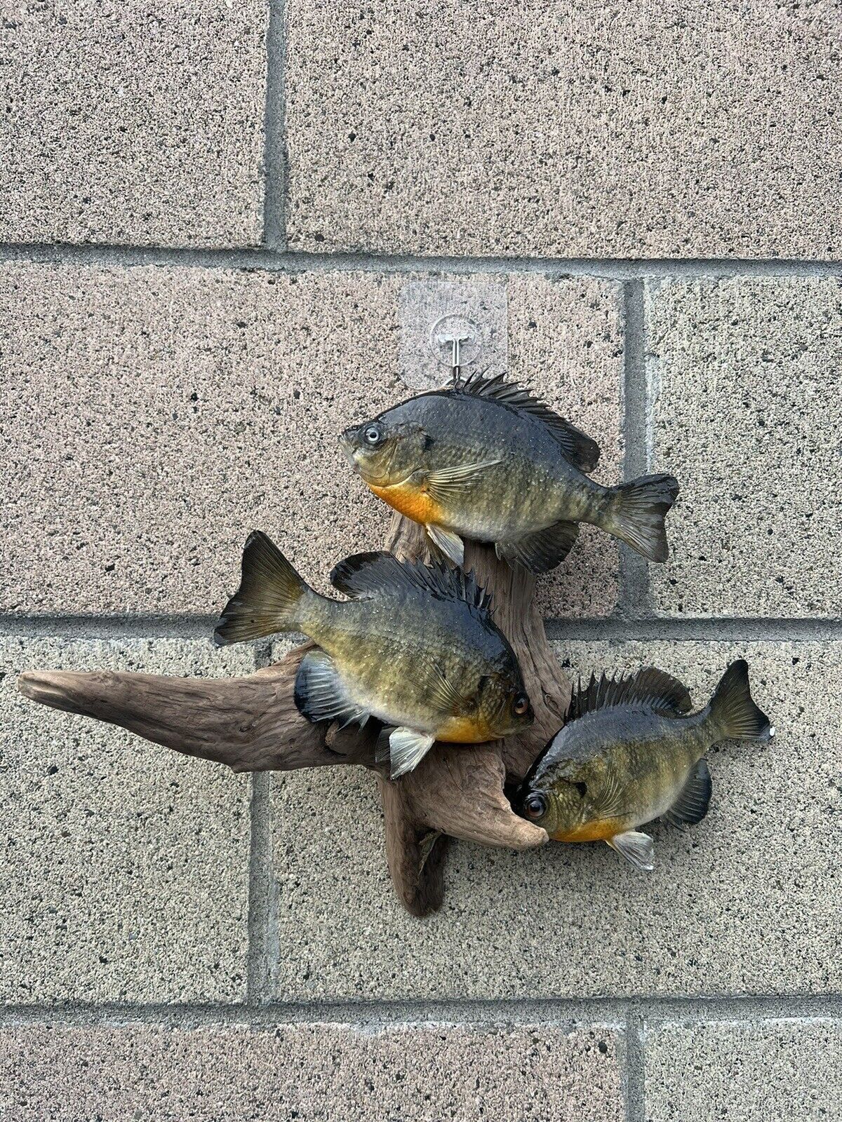 Real Skin Beautiful Sunfish Fish Taxidermy Wall Mount