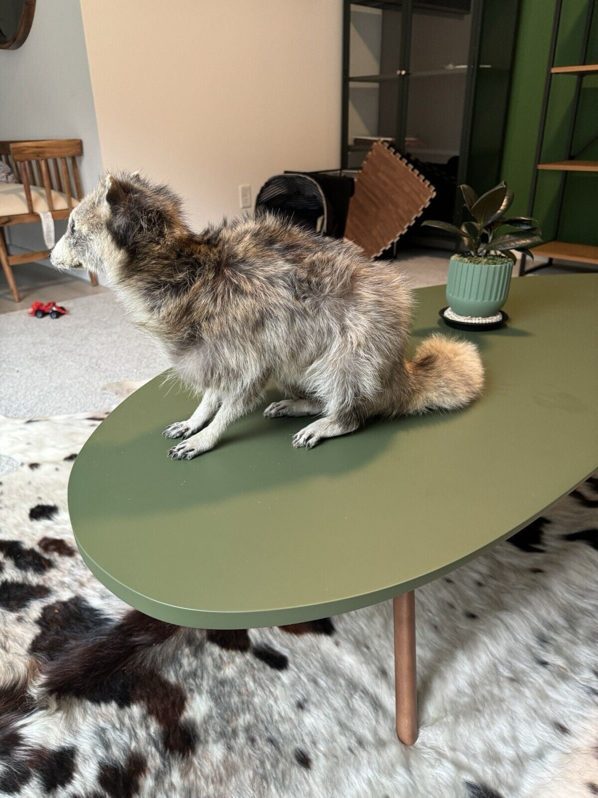 Cute Blonde Raccoon Taxidermy Mount